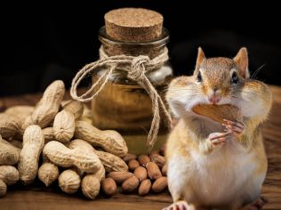 চিনা বাদাম খাওয়ার উপকারিতা